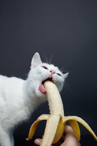 Can Cats Eat Bananas - Is It Toxic Or Safe Fruit? | FAQcats.com
