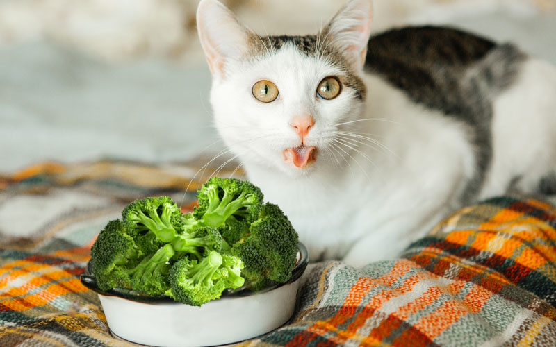 6 Reasons Why Cats Can Eat Lettuce (With 4 Feeding Ways)