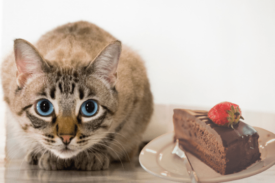 Can Cats Eat Cake? Best Answer About Cake For Cats In 2021