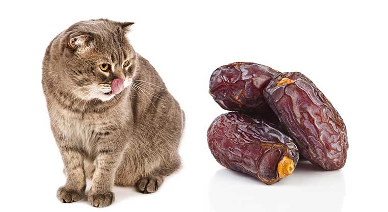 Can Cats Eat Dates? The Truth About These Sweet Treats