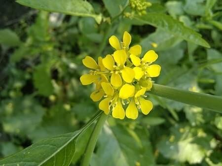 Can Cats Eat Mustard? (Potential Risks) 