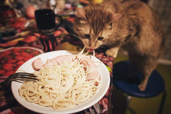 Can Cats Eat Noodles? Is It Healthy? (All You Need To Know) - Best Tips for Pets, Baby, Kittchen