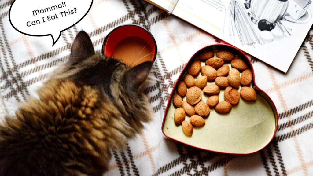 Can Cats Eat Nuts? Is It Toxic Or Safe For Cats?