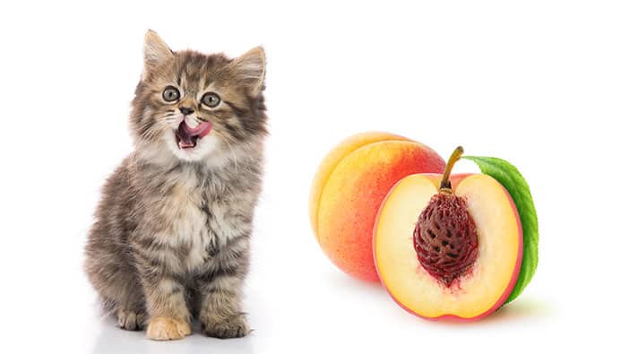Can Cats Eat Peaches? Safe or Not? [Best Advice]