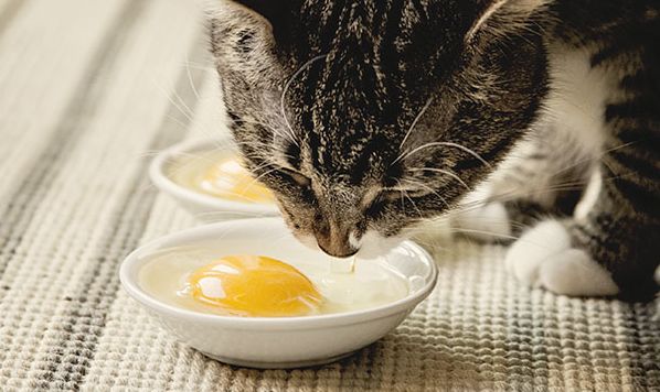 Are scrambled eggs good for outlet cats