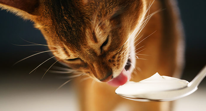 Can Cats Eat Yogurt - When Is Yogurt Good For Cats