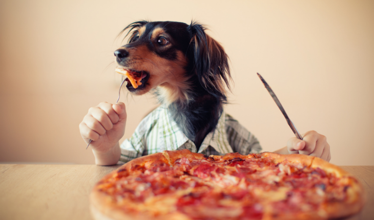 Can Dog Eat Pizza? An Essential Read for All Dog Owners - Dogs Freedom