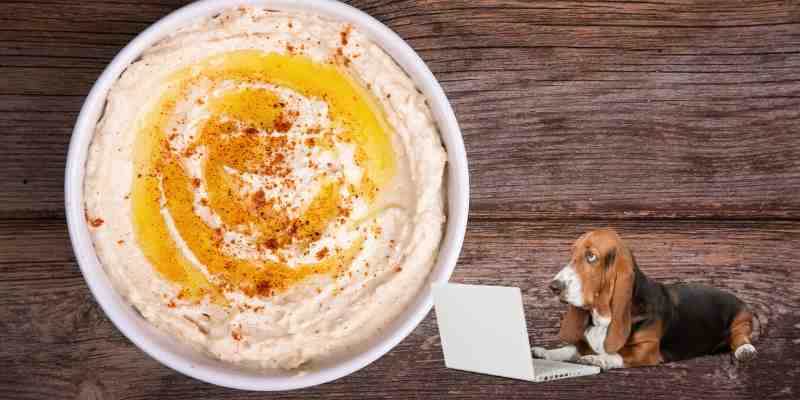 Can Dogs Eat Hummus & If Not What to Do When It's Happened?