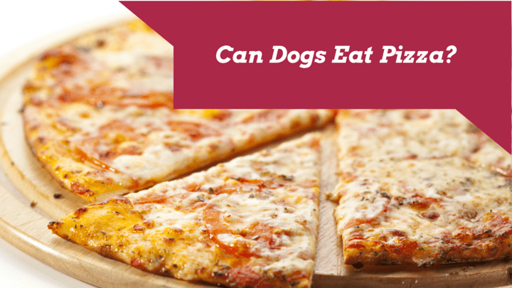 Can Dogs Eat Pizza? - Smart Dog Owners