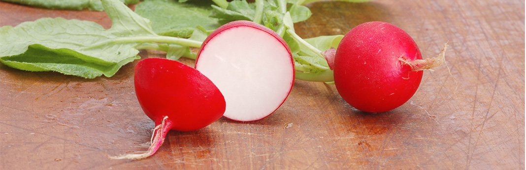 Can Dogs Eat Radishes (Nutritional Guide) | My Pet Needs That