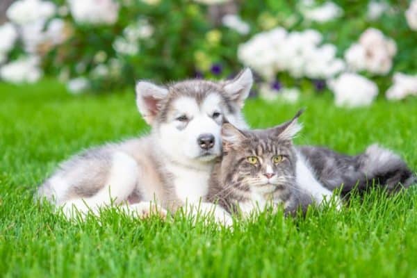 dog and cat breeding online -