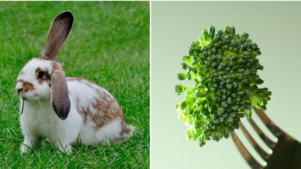 Can Rabbits Eat Broccoli? (Serving Size, Hazards, & More)