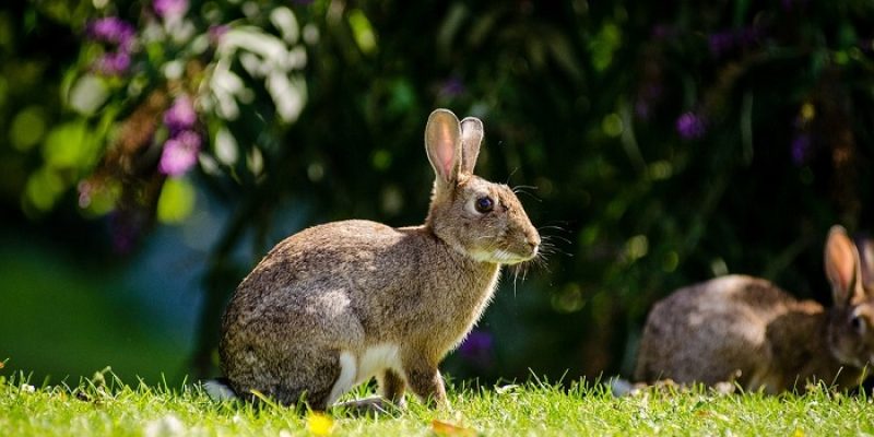 Can Rabbits Eat Plums? - Petsolino