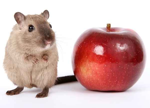 Can Rats Eat Apples off Trees and How Much? - Basic Rat