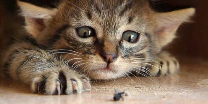 Can Cats Eat Bugs Including Insects | Pet Care Advisors