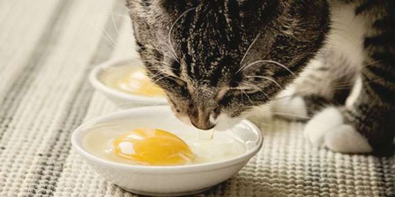 Can Cats Eat Raw, Scrambled, Boiled or Cooked Eggs? | Pet Care ...