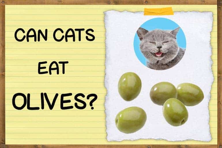 Can Cats Eat Olives? | ZooAwesome