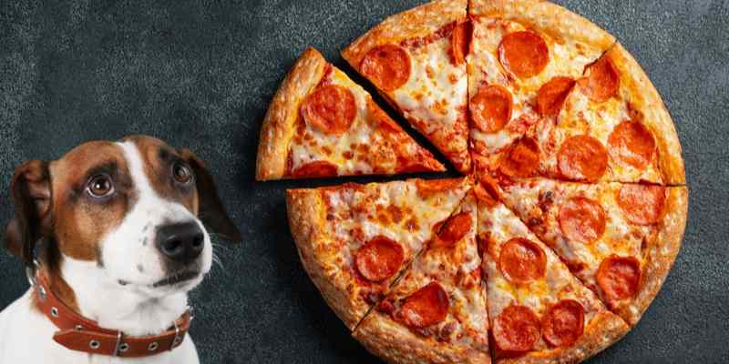 Can Dogs Eat Pizza? How about the Crust or Pepperoni Alone?