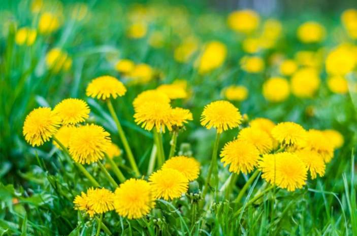 Can Rabbits Eat Dandelions Greens | Pet Care Advisors