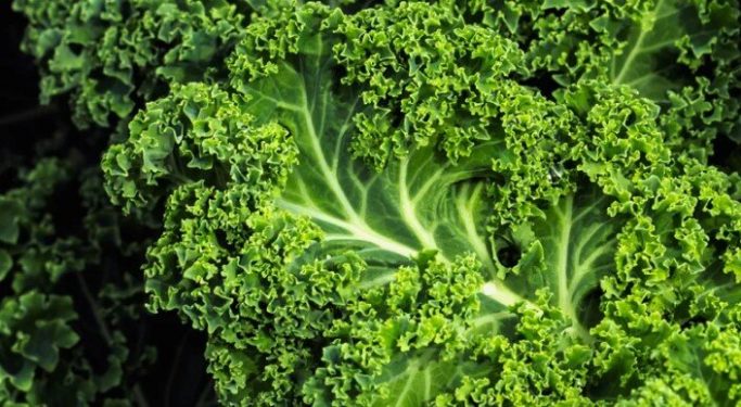 Can Rabbits Eat Kale Including Curly Kale? | Pet Care Advisors