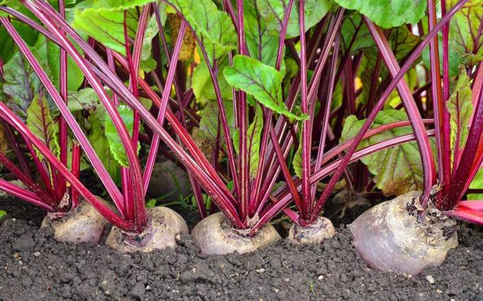 Can Rabbits Eat Beet Greens and Beetroot? | Pet Care Advisors