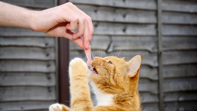 Can Cats Eat Ham? Is Ham Safe For Cats? - petschoolclassroom.com