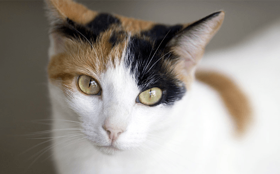 Calico Cats Personality - PetSchoolClassroom