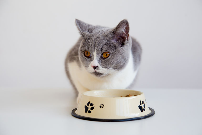 Does Your Cat Eat Too Fast? | Two Crazy Cat Ladies