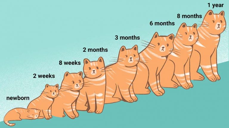 how-fast-do-kittens-grow-petschoolclassroom