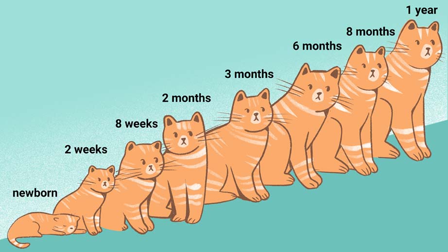 When Do Cats Stop Growing? - We Love Cats and Kittens