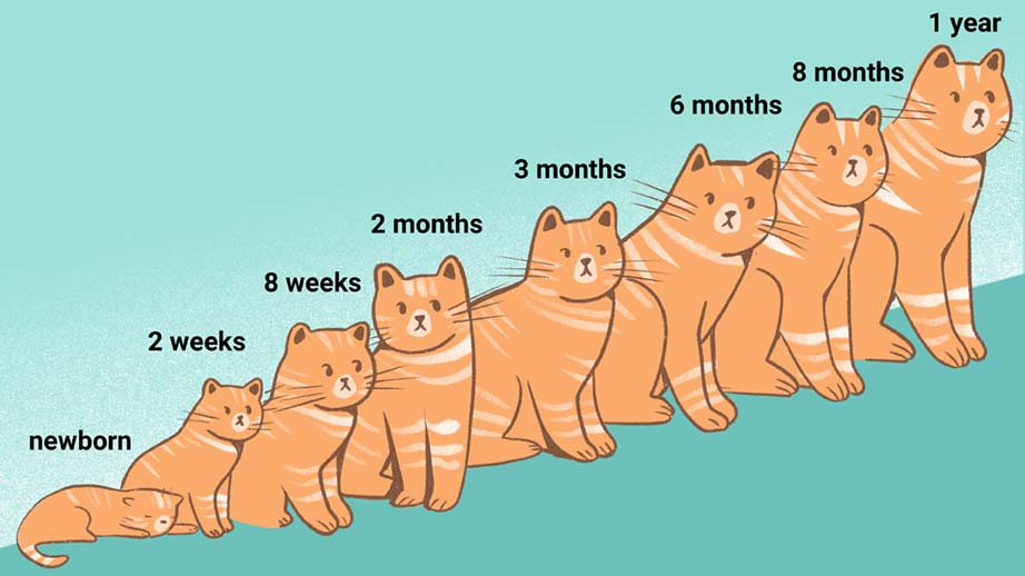 How Fast Do Kittens Grow Petschoolclassroom