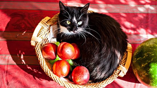 Can Cats Eat Apples? Are Apples Bad For Cats? | Balcony Garden Web