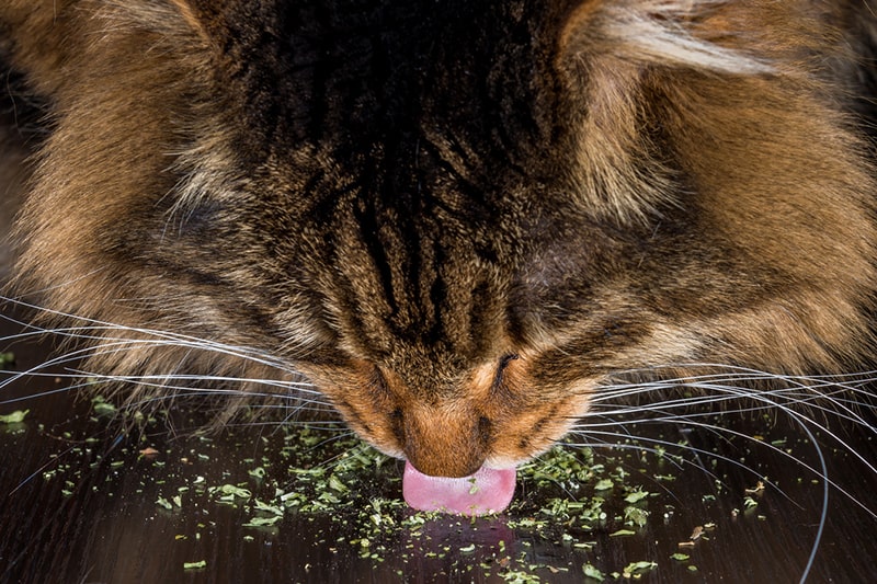 Happiness Overload: Cats and Catnip