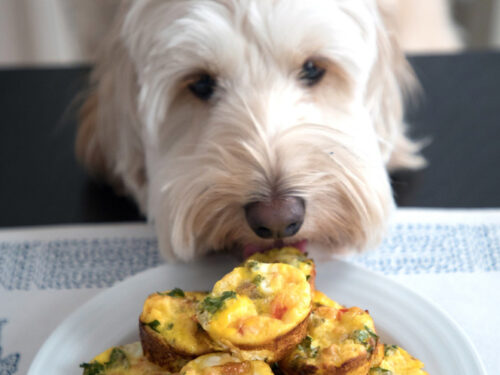 Can Dogs Eat Curry - PetSchoolClassroom