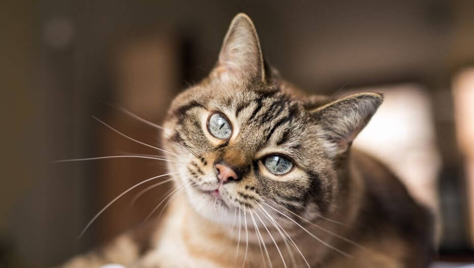 Coping with Blindness in Cats | Purina