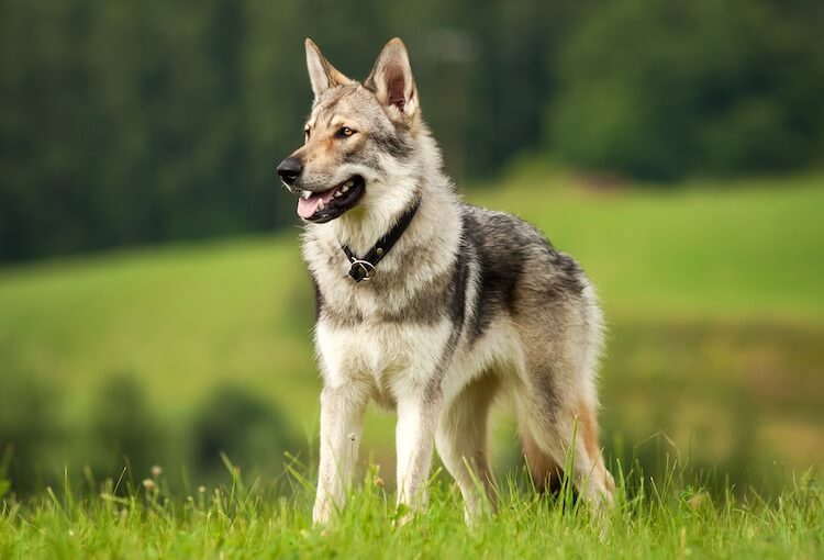 Czechoslovakian Wolfdog/Vlcak | Native Breed.org