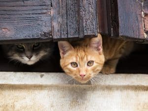 ᐉ Can Cats Eat Cashews # Friendly Claws - All About Cats!