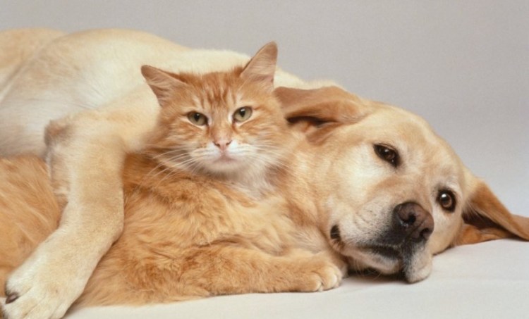 20 Dog Breeds You Don't Want Around Cats