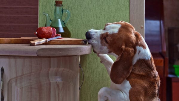 Can Dogs Eat Salami...And Is It Healthy? - AnxiousCanine.com