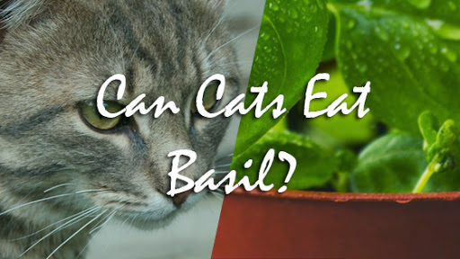 Can Cats Eat Basil? | Pet Consider