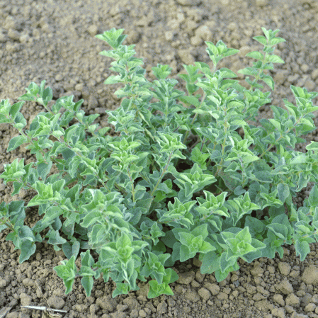 Greek Oregano Seeds | Origanum Vulgare Hirtum Seeds