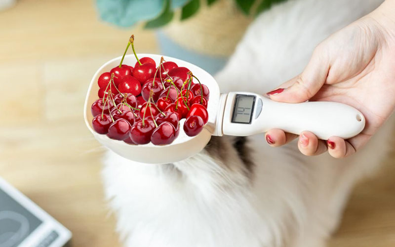 Should You Give Your Cat Cherries To Eat