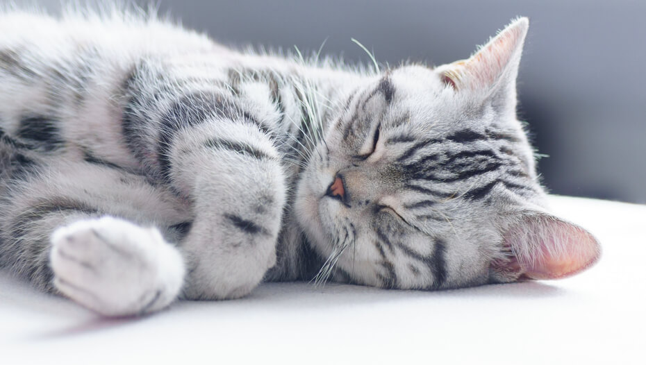 Revealed: How Long Do Cats Sleep?