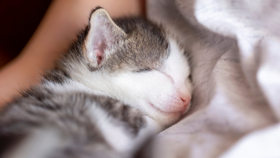 Revealed: How Long Do Cats Sleep? | Purina