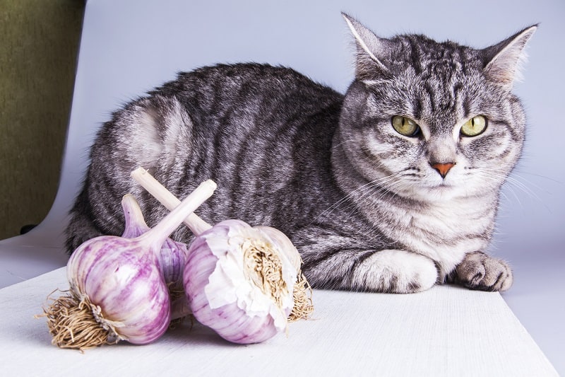 How Much Garlic Is Toxic To Cats?