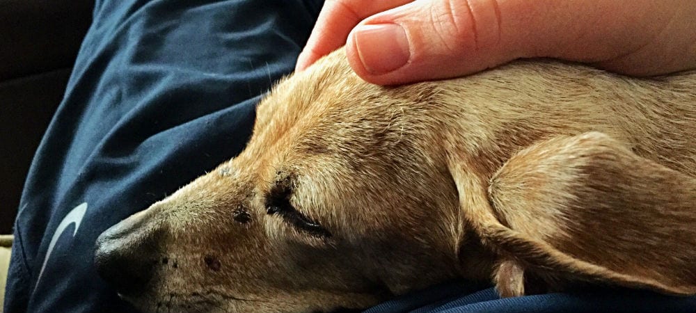 Saying Goodbye to Your Dog: How to Know When It's Time