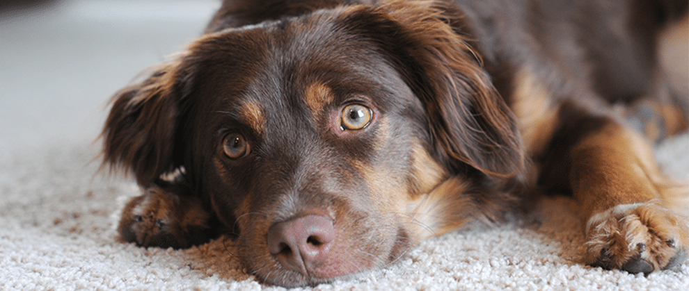 Keppra Side Effects In Dogs - PetSchoolClassroom