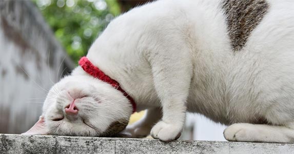 Do Cats Get Headaches? | ZooAwesome