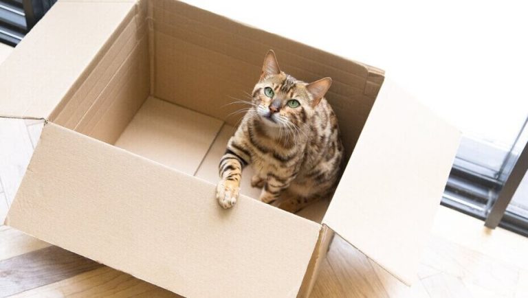 things for cats to chew on