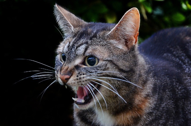 Why Do Cats Hiss? 5 Reasons for This Behavior & What to Do - Excited Cats